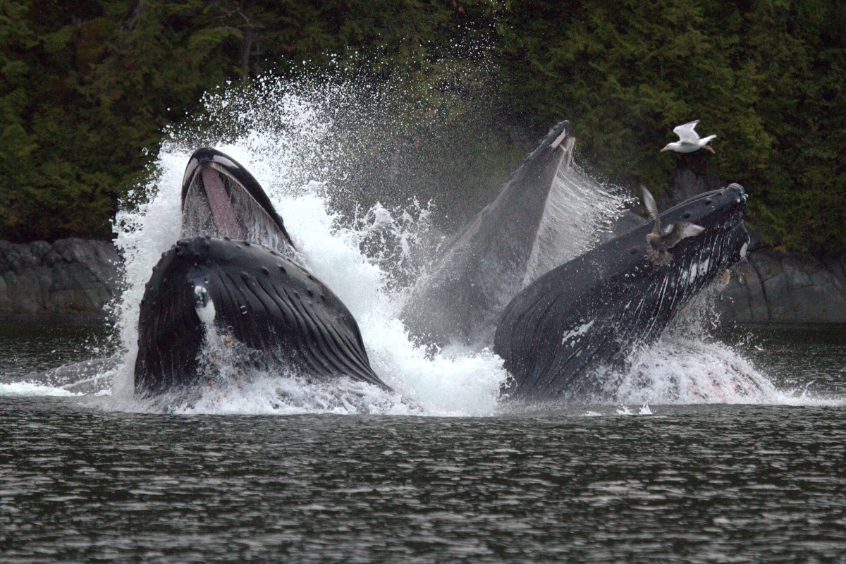 The open jaws of whales stir up foam while feeding. A coastal rainforest is in the background. A seagull flies nearby.