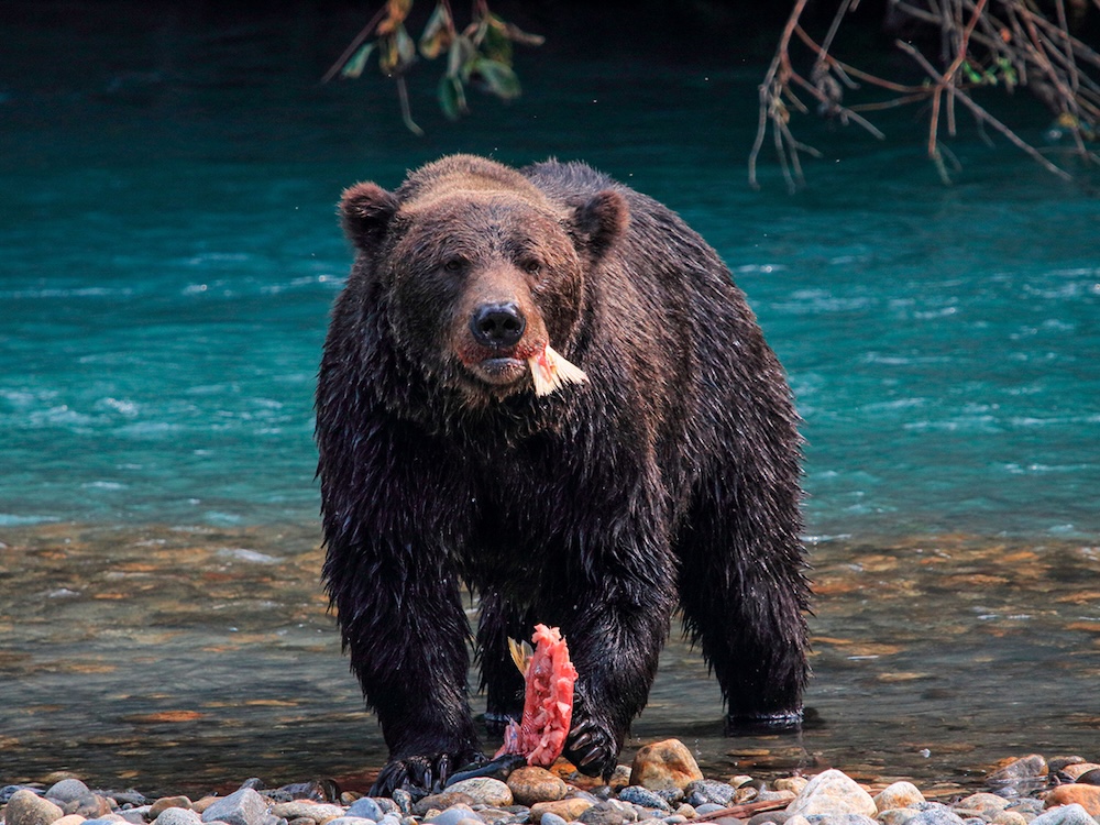 A wet grizzly bear eats a fish by the side of a river. 