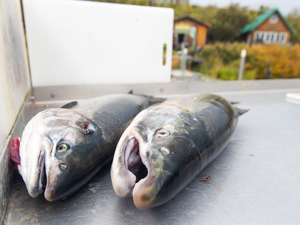 Two dead fish sit on a steel cleaning table. Cabins are visible in the background.