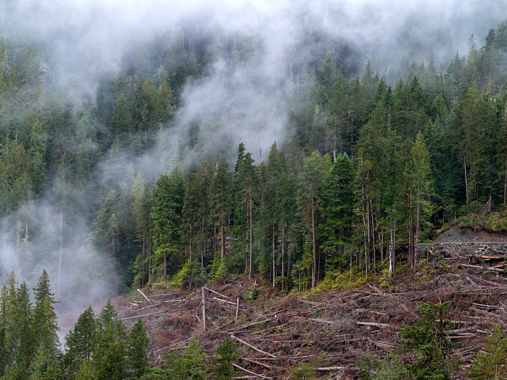 A logged block sits in front of a dense green coniferous forest shrouded in clouds.