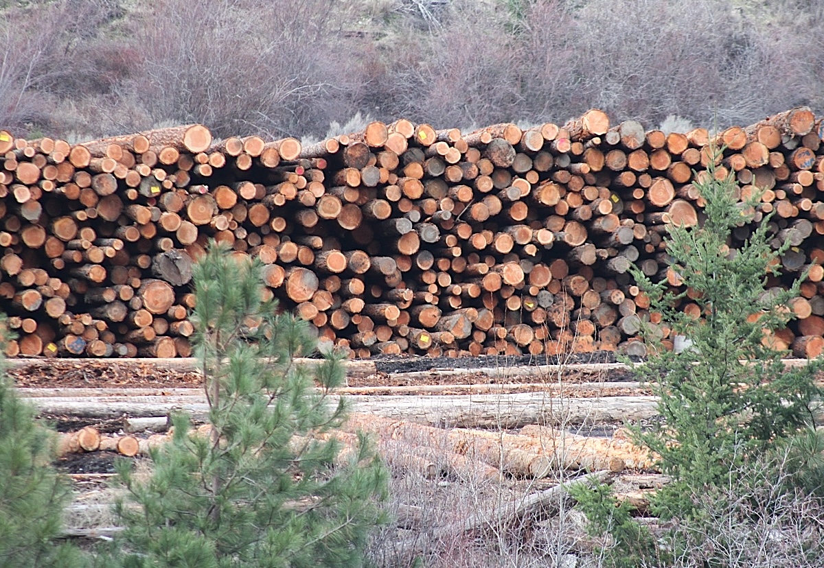 Dozen of logs are stacked in a row, with their bottoms (or tops) visible.