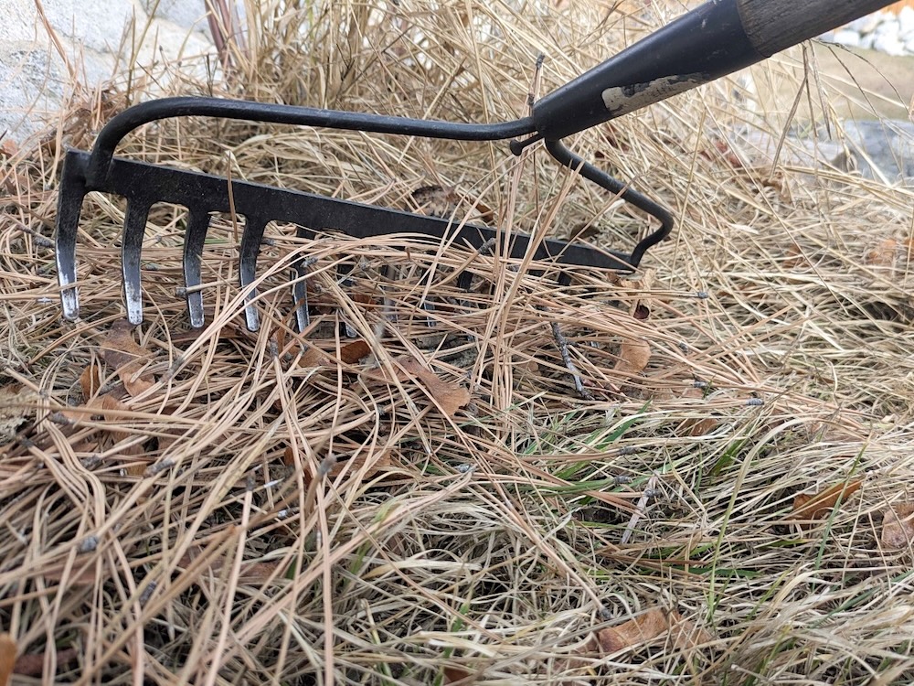 A rake clears away brown pine needles from grass.