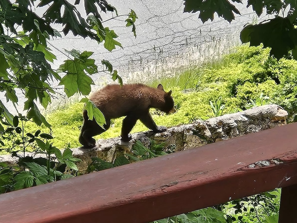 A small bear walks along a narrow wall ledge in a suburban neighbourhood.