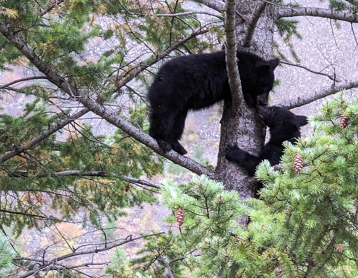 Two playful bear cubs play in the upper reaches of a coniferous tree.