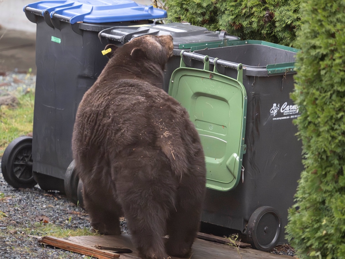 A large bear sniffs the top of garbage bins in a residential area.