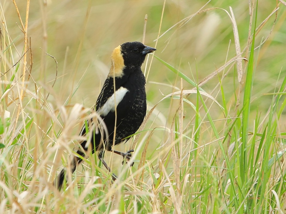 A medium-sized black bird with a yellow cap is pictured in a grassy area.