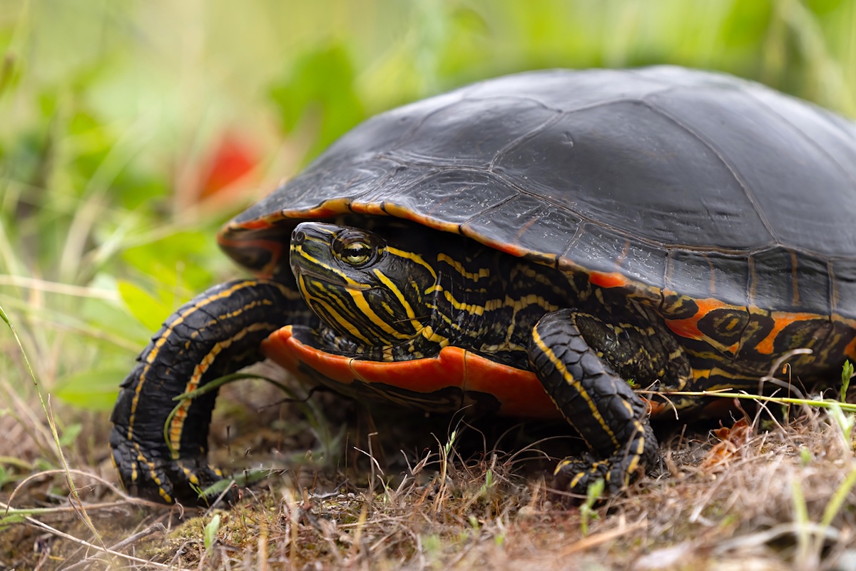 A turtle with a glossy dark shell and a black-and-yellow striped body. 