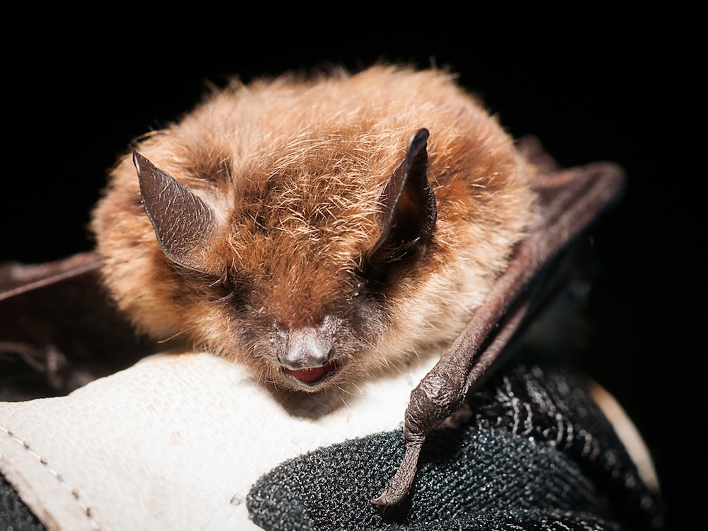 A gloved hand holding a cute little bat with its wings partly outstretched and its mouth open.