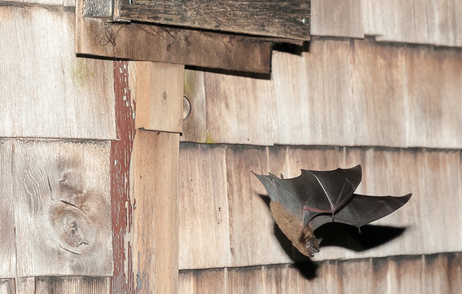 A big brown bat swoops downward from a wooden box. 