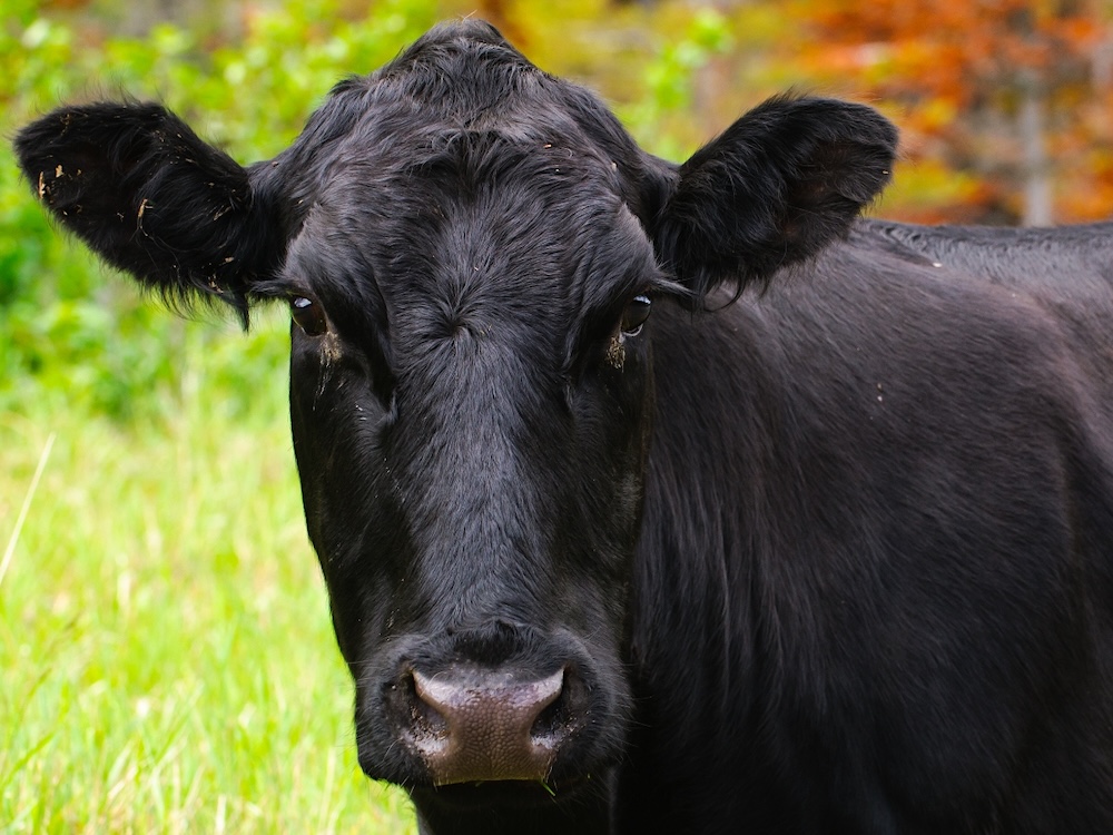 A black adult cow stands in front of a coniferous forest.