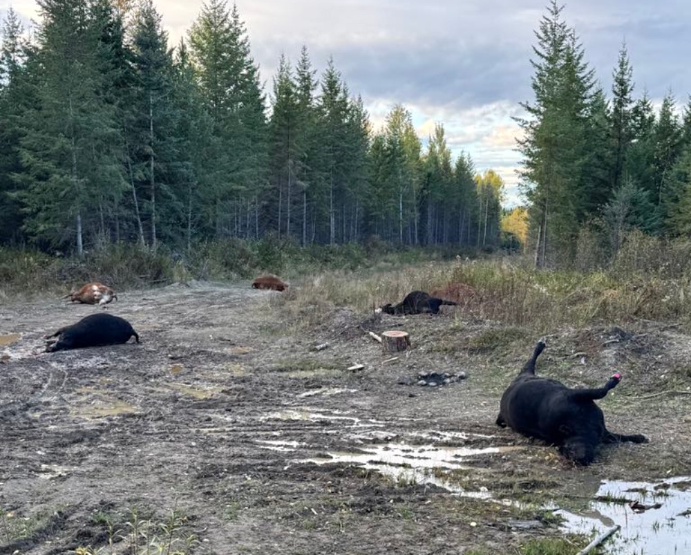 Five dead cows are lying in a forested location on the ground.