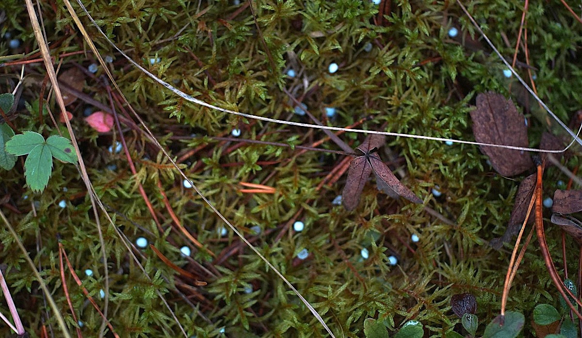 A close-up photo of the ground showing small, blue pellets among moss, grass and leaves.