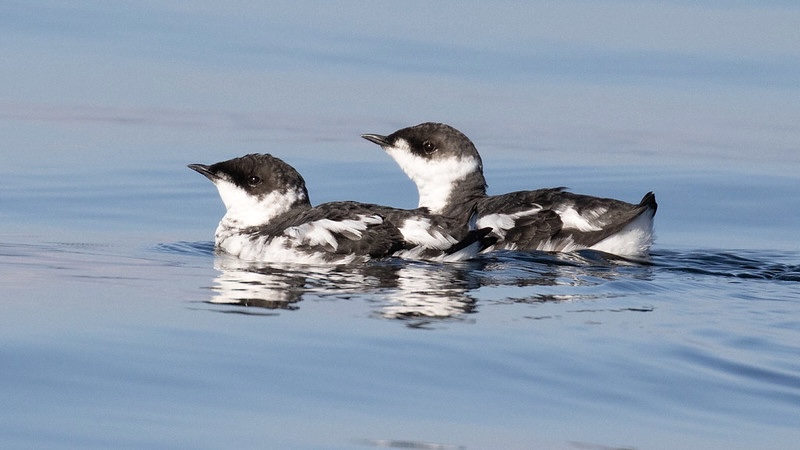 A pair of marbled murrelets on the water.