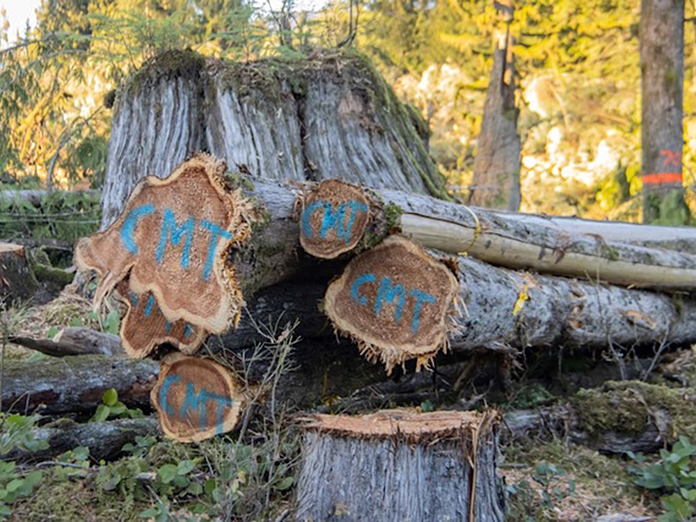Blue spray paint is visible on the bottoms of cut logs.
