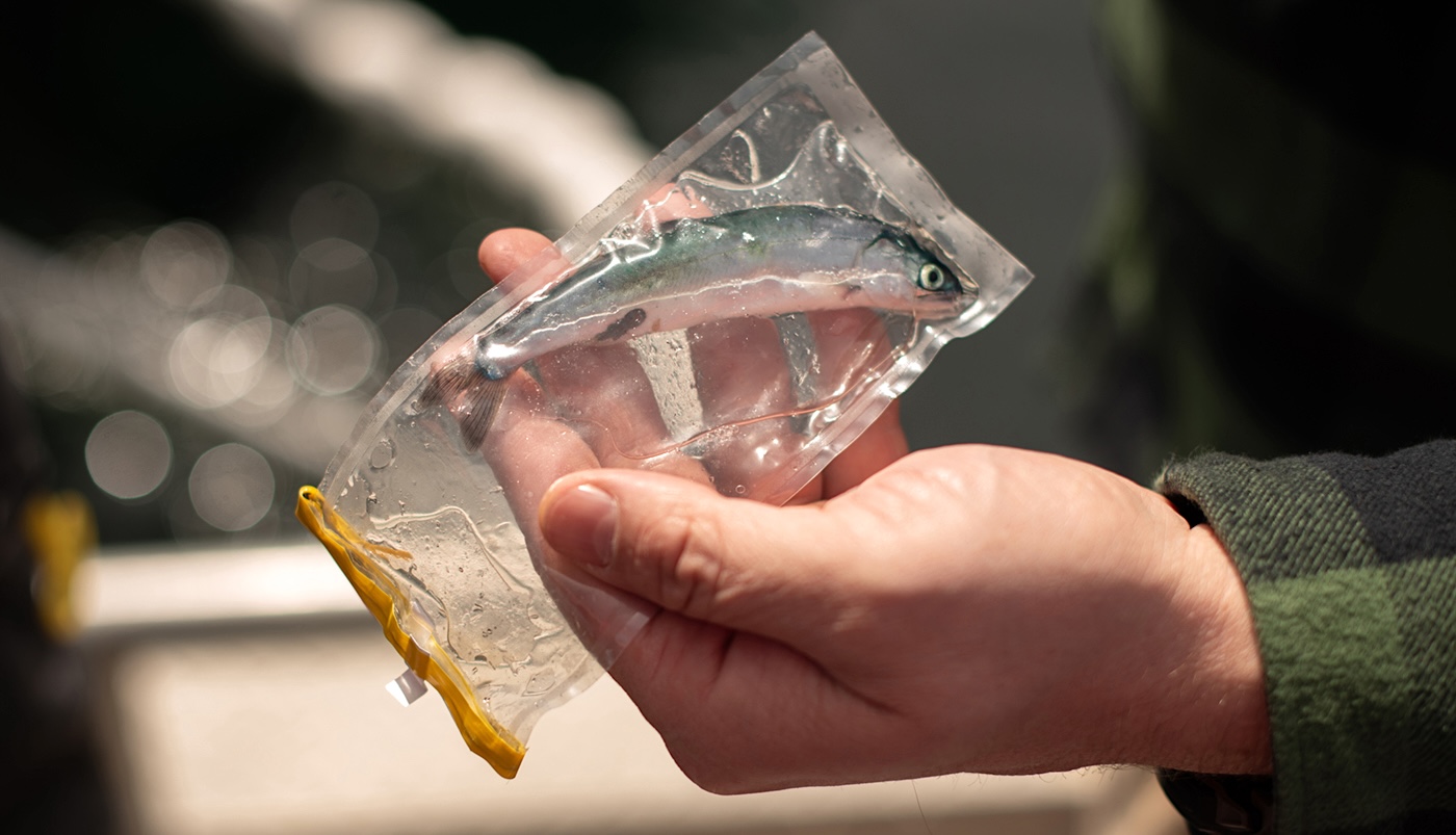 A little chum salmon in a specimen bag.