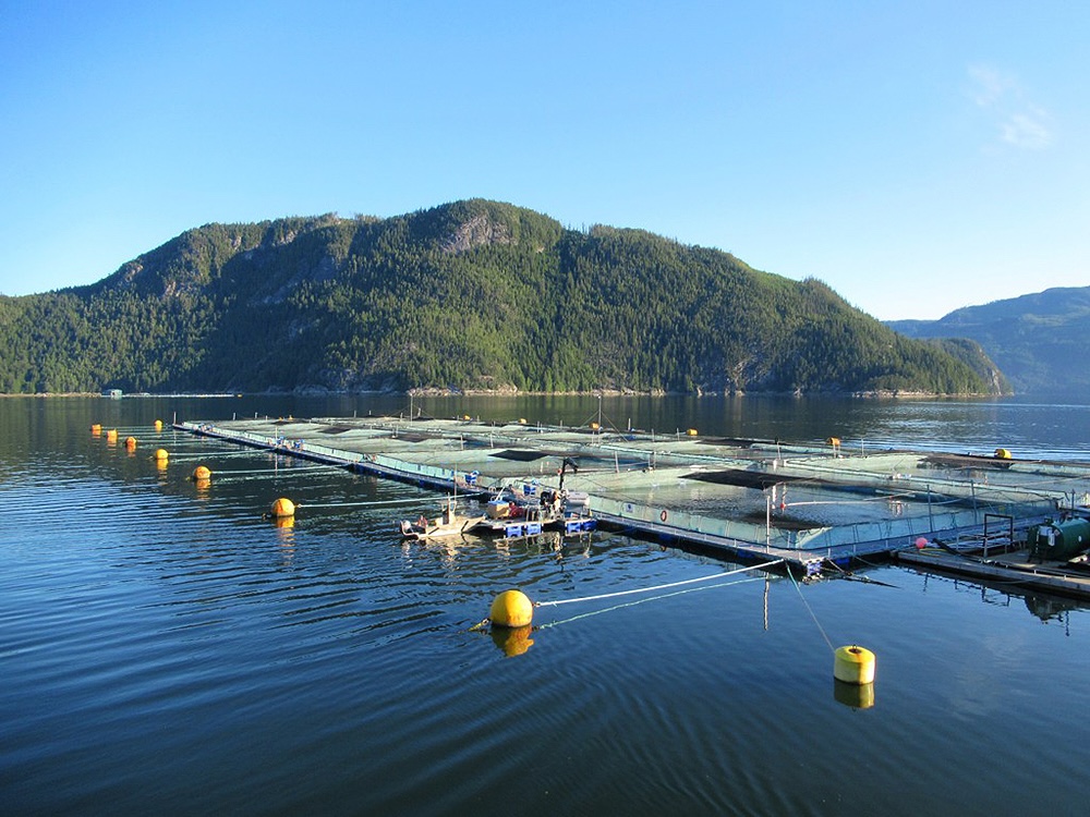 Open-net pen salmon farm in Clio Channel, Broughton Archipelago, British Columbia.