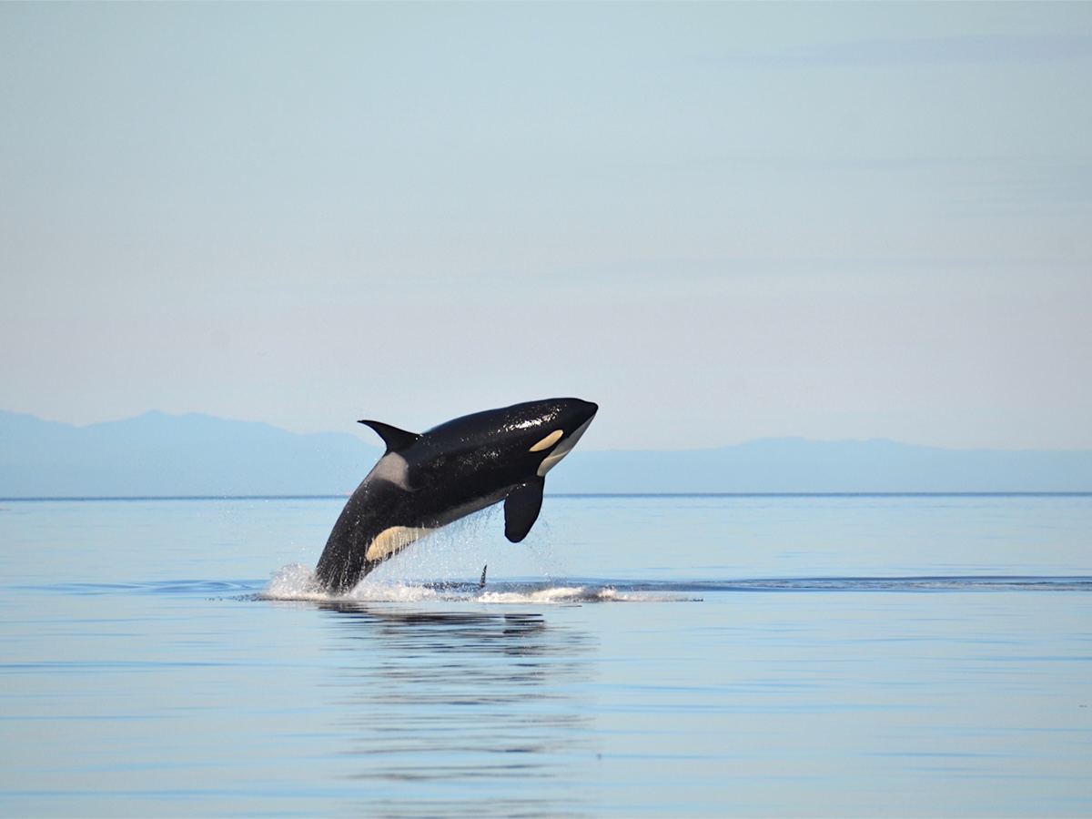 A female southern resident killer whale breaches in the calm blue waters of the Salish Sea between Washington and British Columbia.