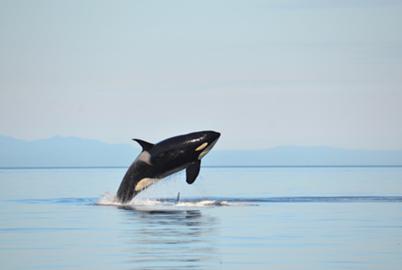 Even Harper ‘Did Not Put Extinction on the Table’