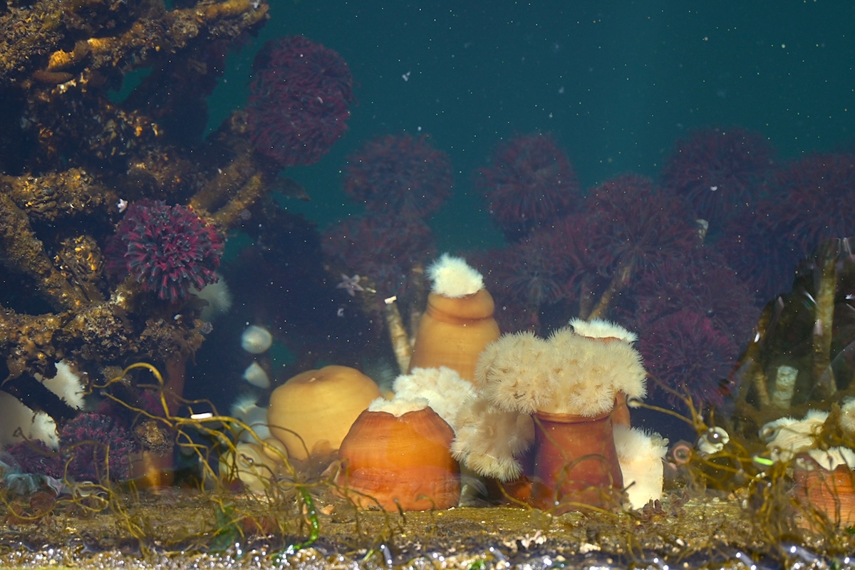 Orange and purple anemones in the ocean.