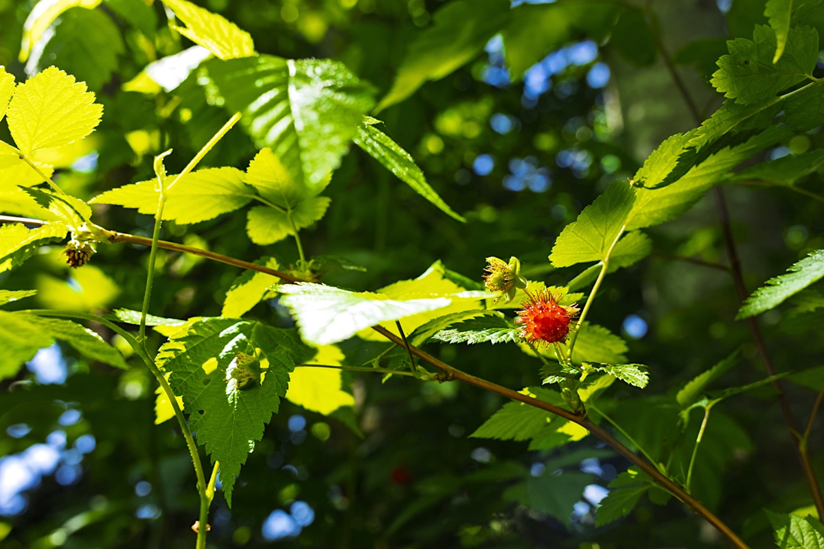 A ripening salmonberry on a branch.