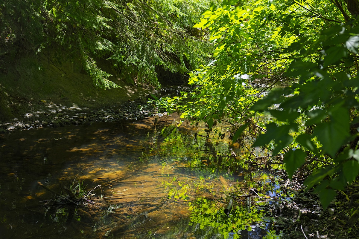 A shady, sun-dappled creek flanked by lush vegetation. 