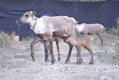 Will Canada Issue an Emergency Order to Protect Caribou?