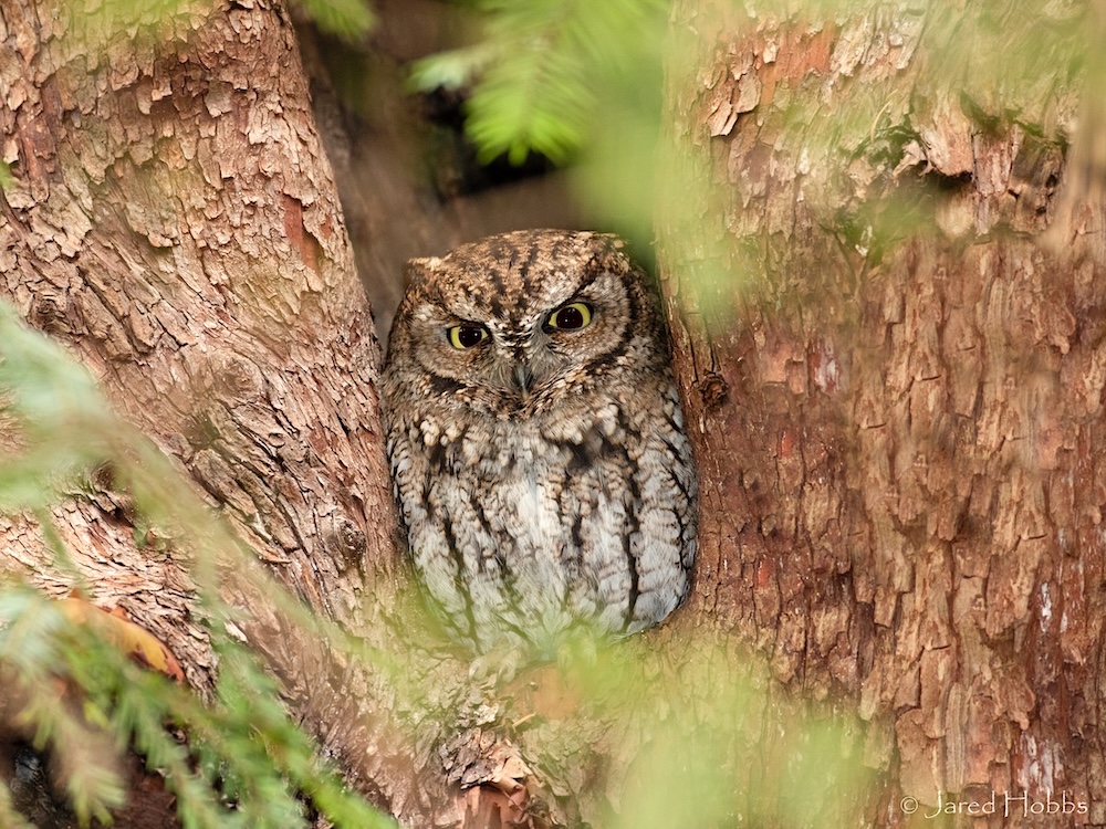 A western screech owl looks out grumpily from a tree. 
