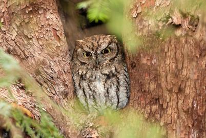 In Pursuit of a Tiny Owl Nicknamed Brad Pitt