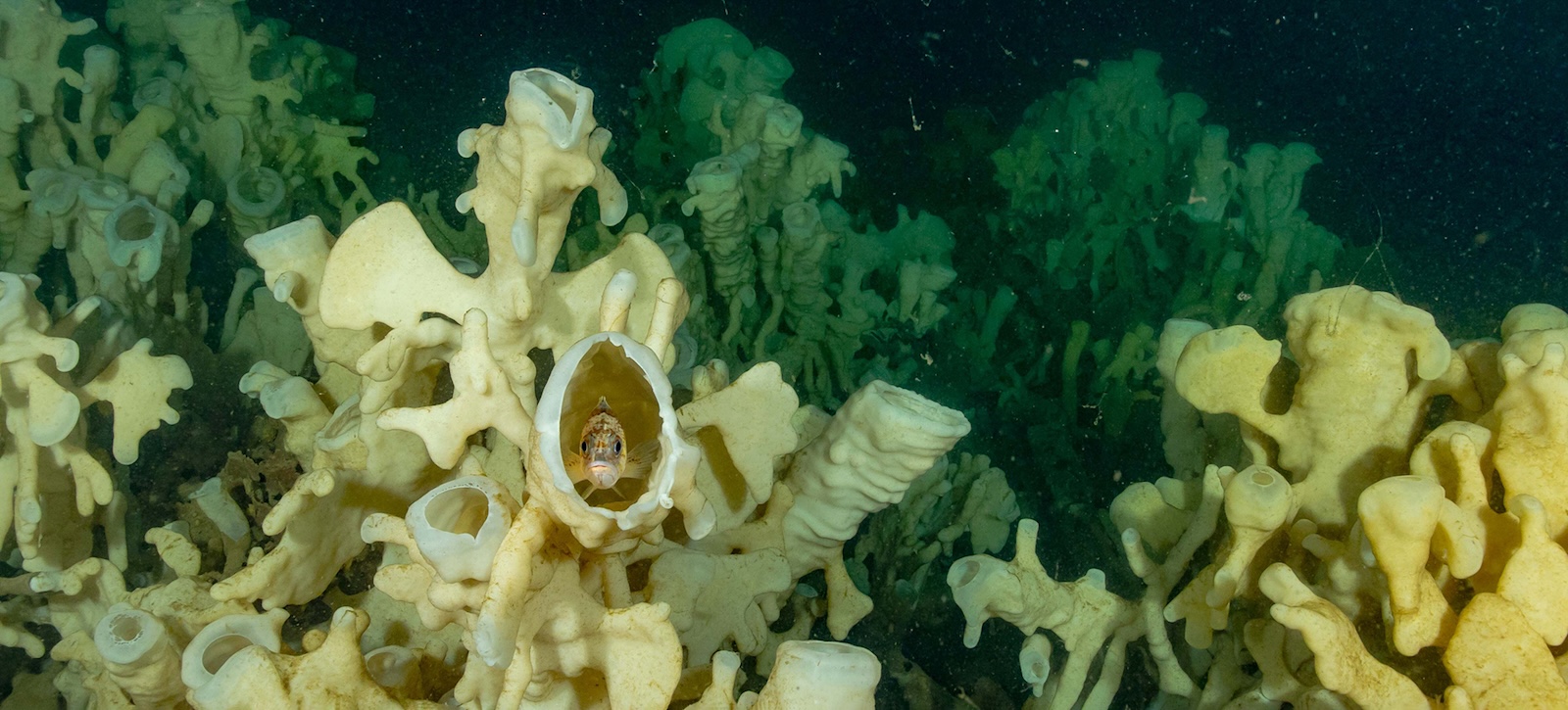A fish hides in a round opening of a glass sponge in a glass sponge reef.