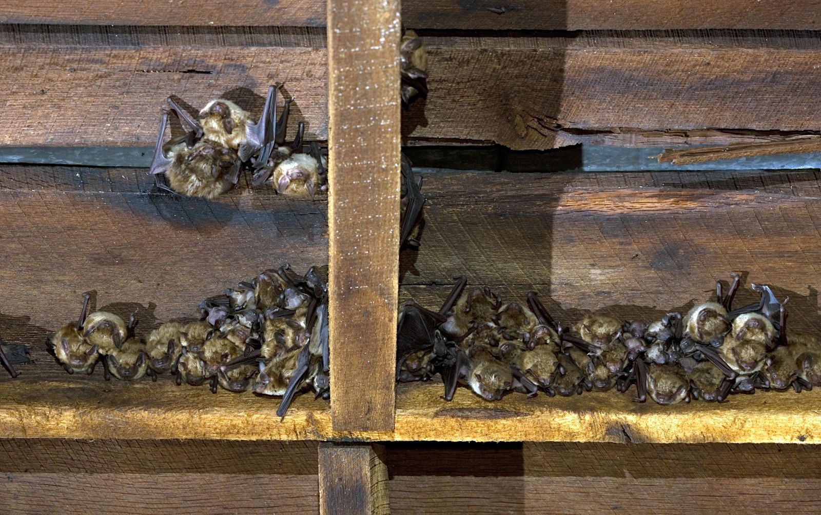 Dozens of brown bats cling to a rough-hewn wooden interior wall.