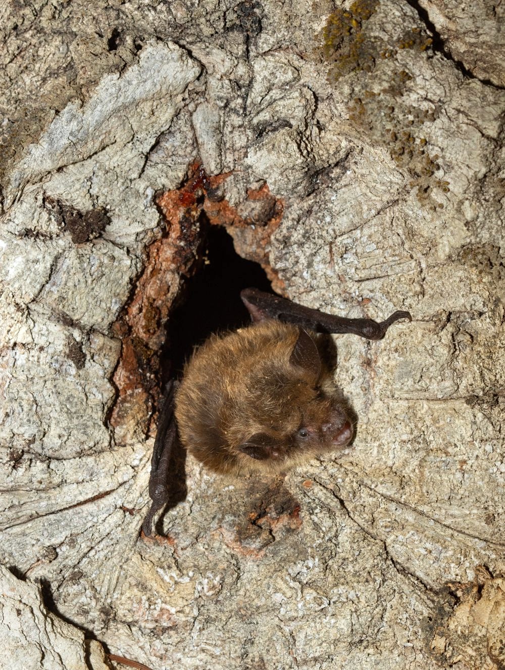 A tiny bat pokes its head and folded wings out of a hole in a reddish-brown tree trunk.