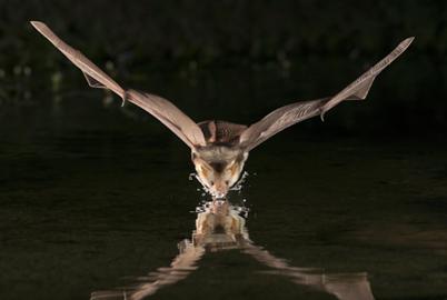 Be Not Afraid. Bats Are Amazing