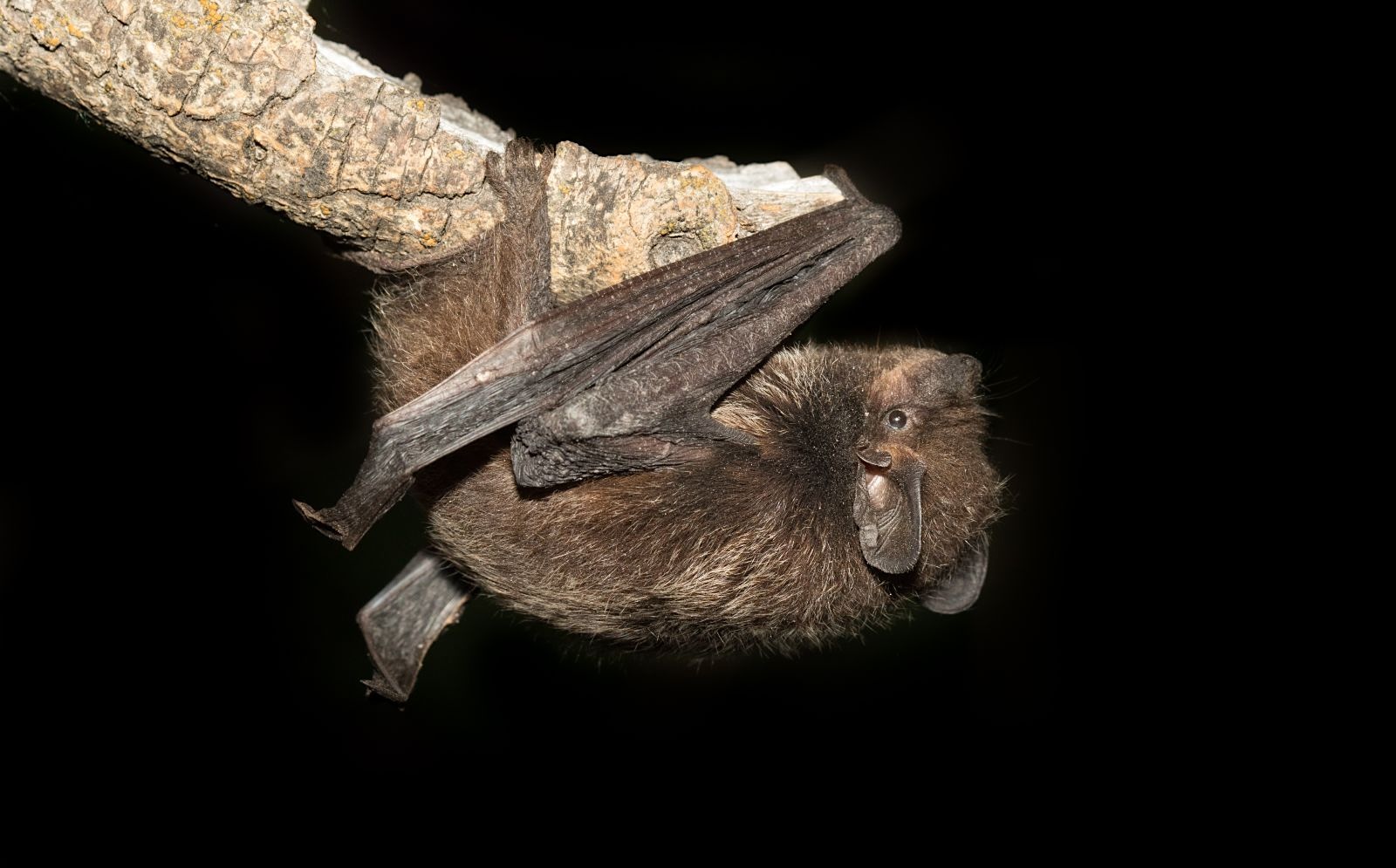 Lit against darkness, a bat with folded wings and open eyes hangs upside down from a small tree limb.