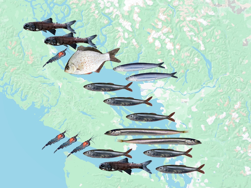 A map is superimposed with fish, where those fish are the primary dietary intake for salmon.