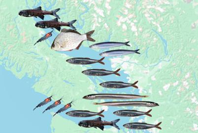 Using Salmon Guts to Map Forage Fish Populations