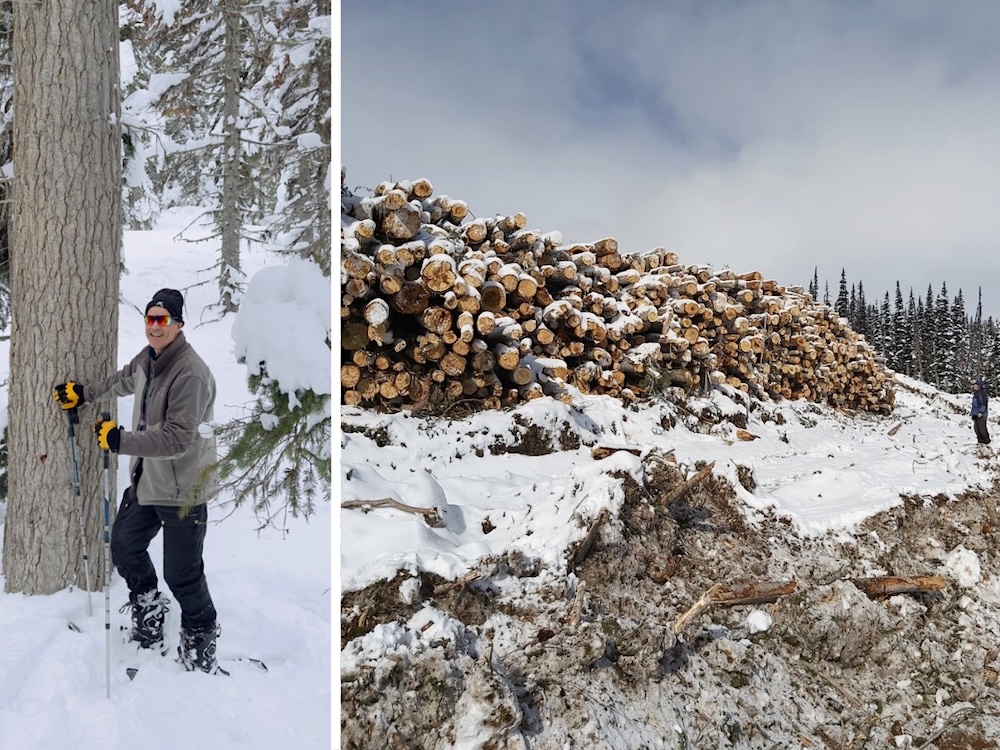 Two photos: one with a man on snowshoes next to a large tree; the other shows a man beside a long pile of logs. 