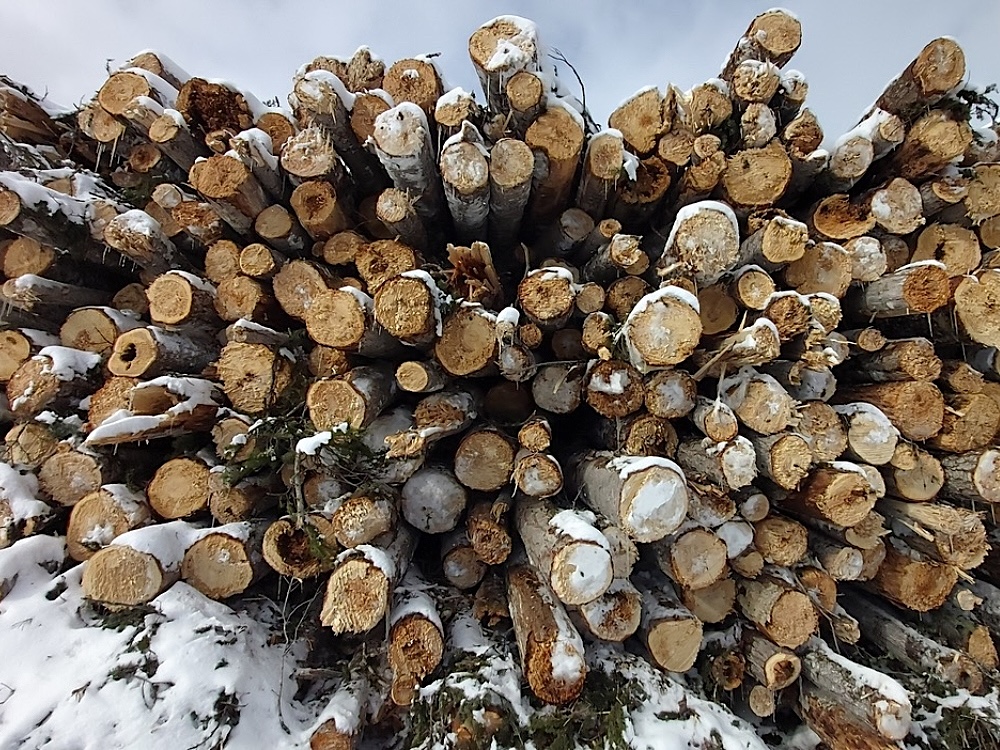 A stack of logs with their ends showing.
