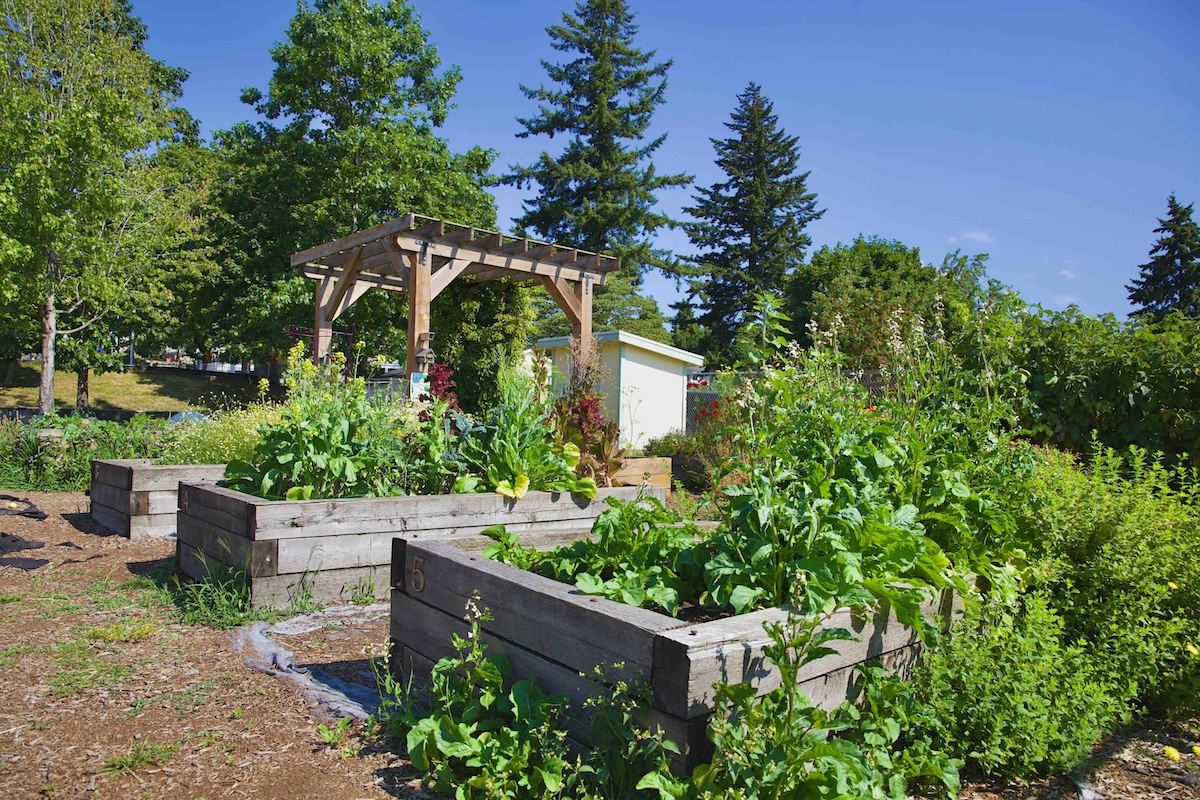 A view of a community garden affiliated with an elementary school shows lush garden boxes overflowing with greenery and a tall wooden trellis.