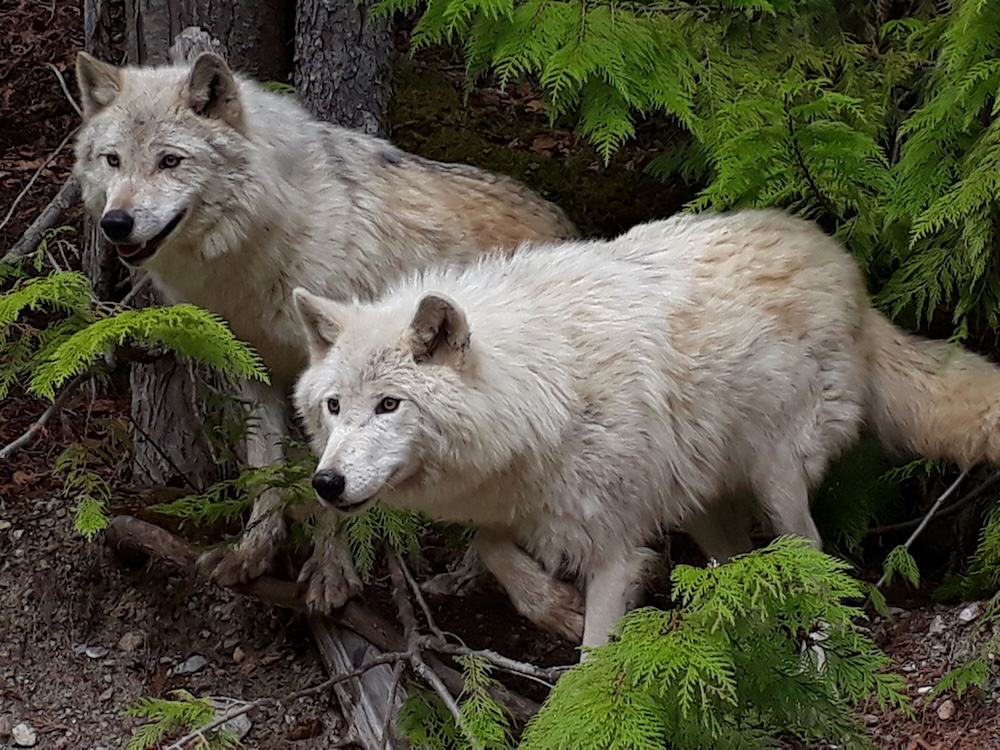 Two grey wolves in a cedar forest in Golden, B.C.