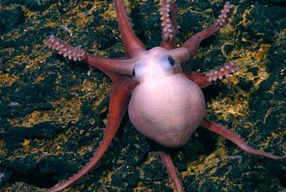 They Survived the Asteroid. Deep-Sea Mining May Kill Them