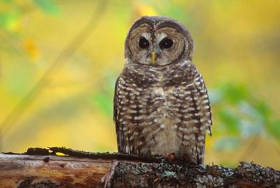 BC Aims to Revive Spotted Owls in the Wild. So Why Log Fire Lake?