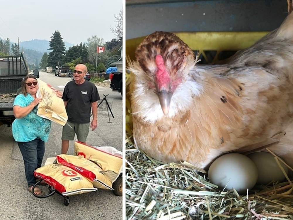 A photo on the left includes a man looking on as a woman in a blue dress hoists a large bag of feed on her shoulder. Several more bags are on a flat dolly at their feet. A photo on the right shows a hen and two large eggs.