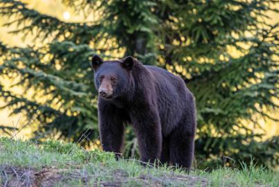 Why Do We Feed Wildlife?