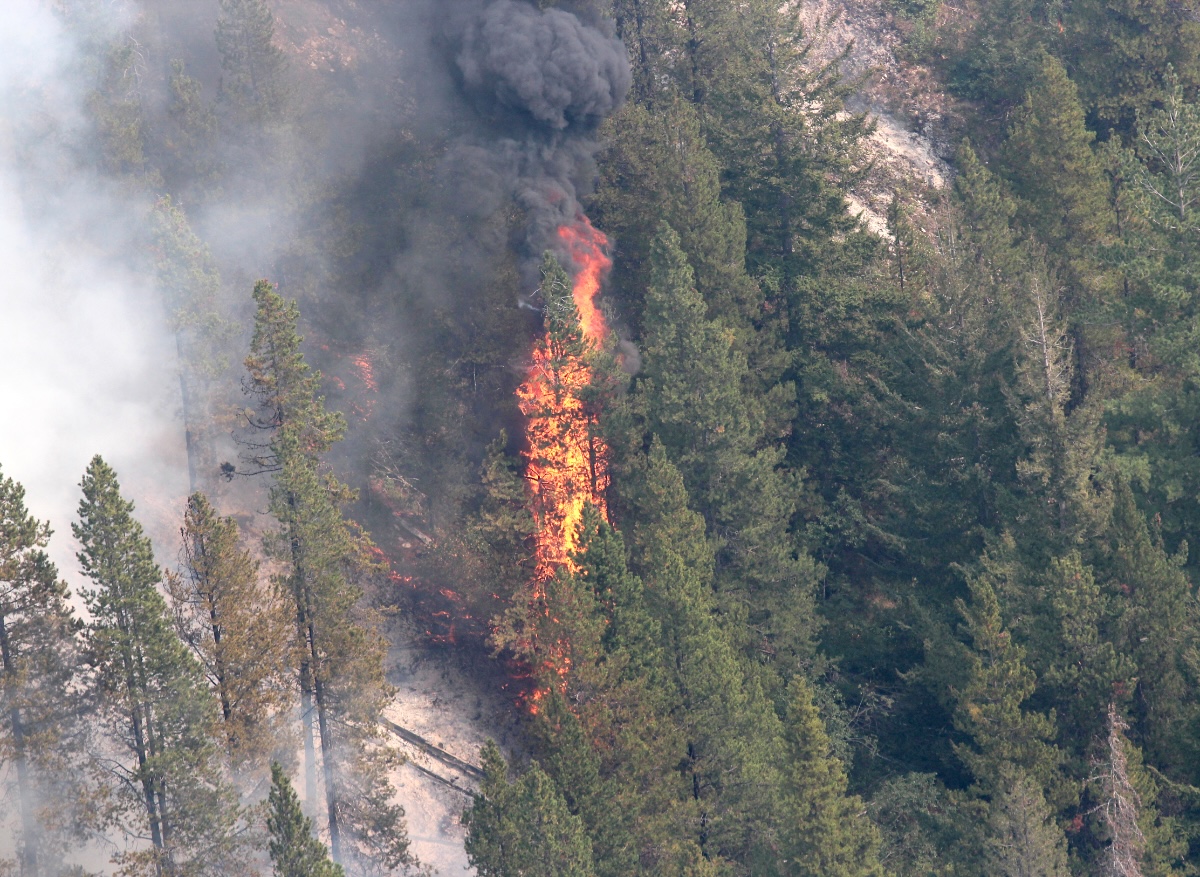 Flames consume a tree and billow black smoke into the air in a pine forest.
