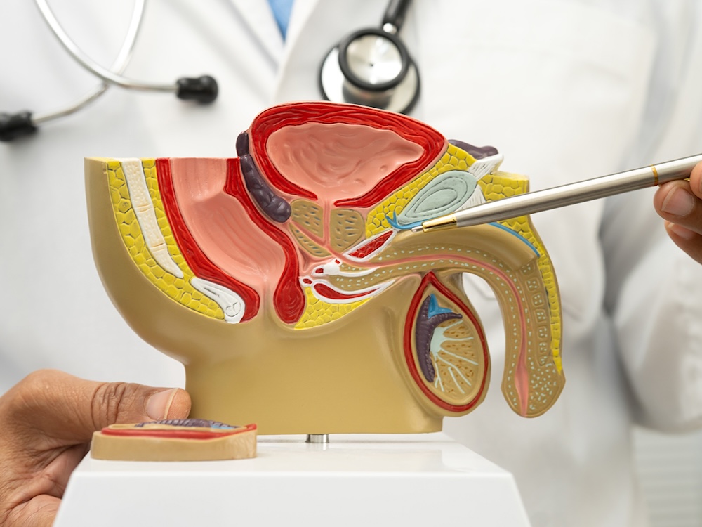 A male anatomy figure in 3D.