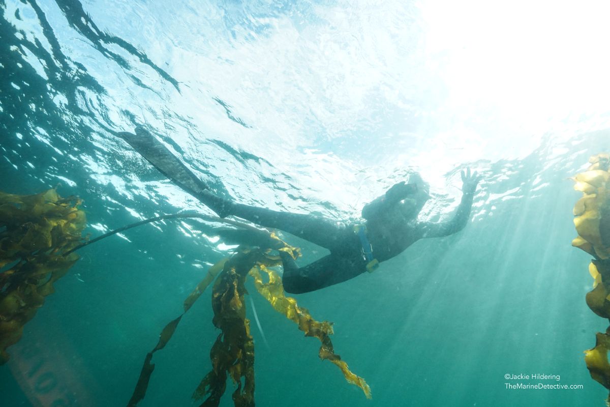 Michelle Gamage wears a wetsuit, long fins and a weight belt. She is near the surface of the water, as Jackie Hildering looks up at her.