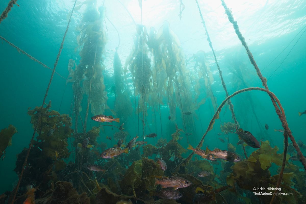An underwater photo shows fish shimmering and swimming through a kelp forest.