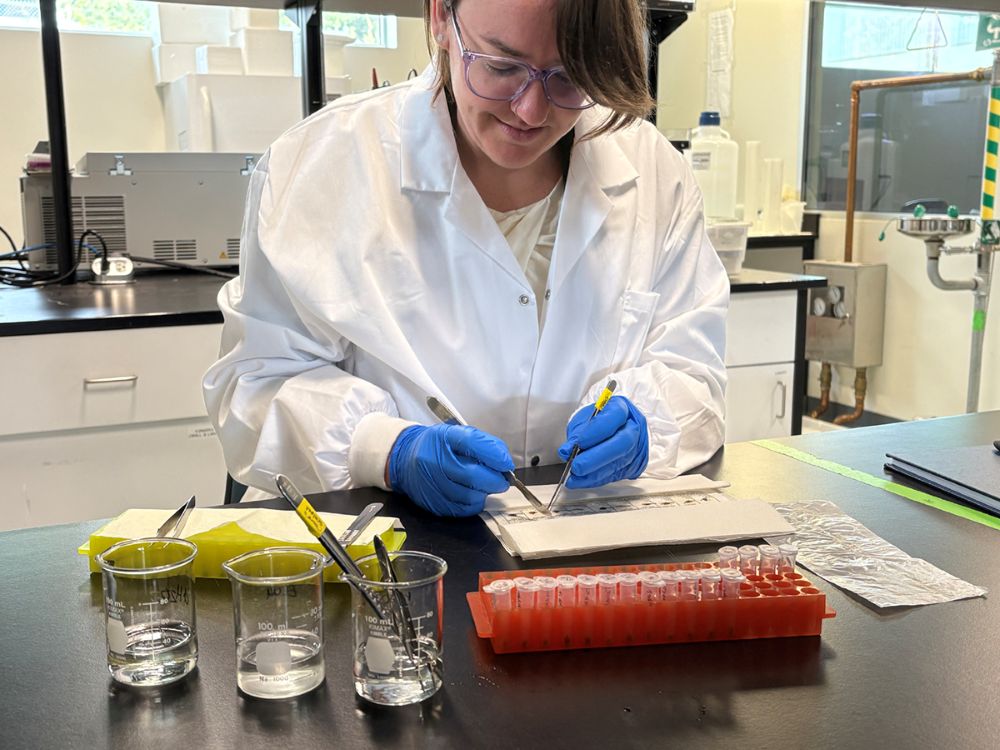A young woman wearing a white coat and blue gloves uses a scalpel and tweezers to prepare a sample in a lab.