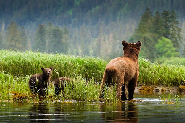 RaincoastBearBig