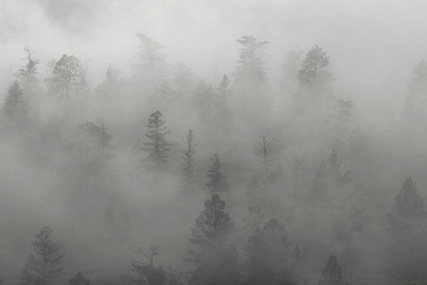 forest.jpg